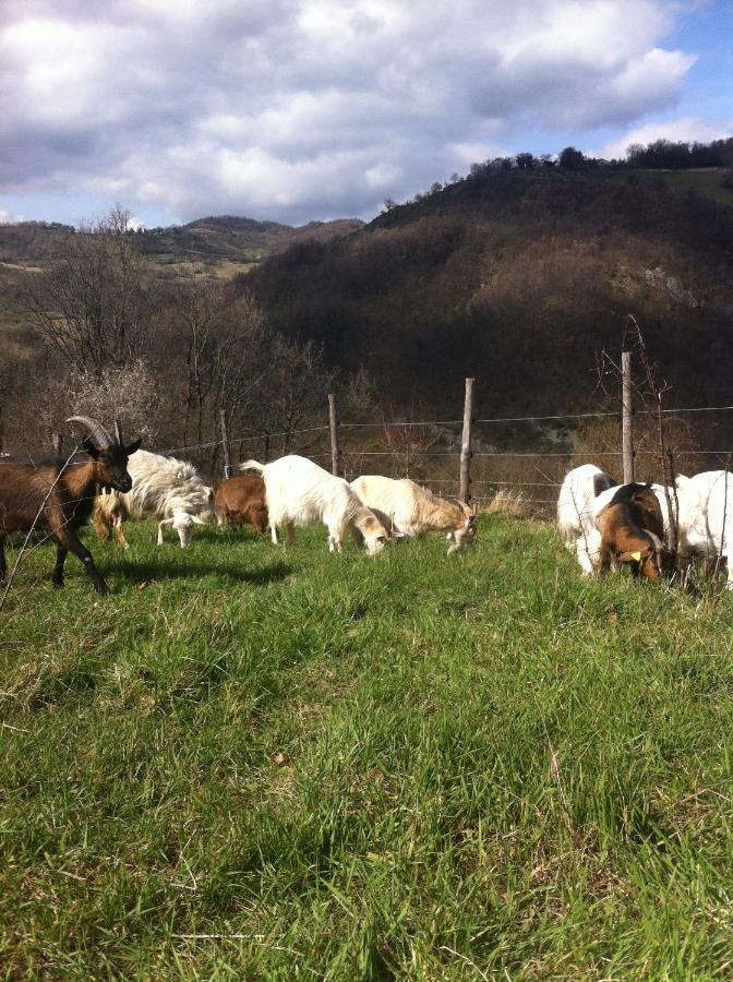 Agriturismo Il Covo Del Solengo Valtopina Экстерьер фото